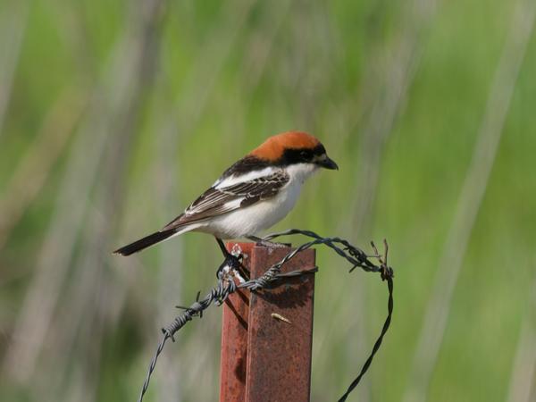 <h3><a href="/trips/extramadura/biota/animalia/chordata/aves/040 passeriformes/048 laniidae/lanius senator/lanius senator-nl.html">Lanius&nbsp;senator</a> / Woodchat&nbsp;shrike / Roodkopklauwier</h3>OM-1 Mark II met OLYMPUS M.150-400mm F4.5 TC, 1/2000 sec  bij F5.6, ISO 800, afstand 34.2&nbsp;m